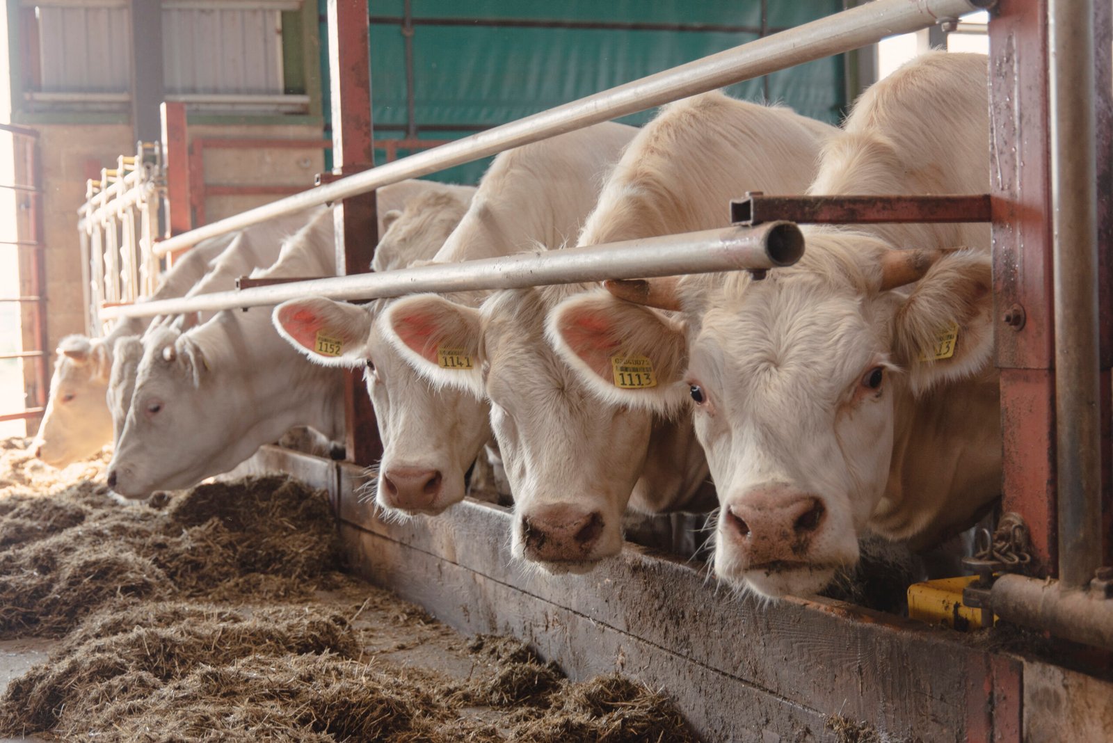 Dzīvnieku nobarošanas seminārs bioloģiskajā saimniecībā – LLKC 2025
